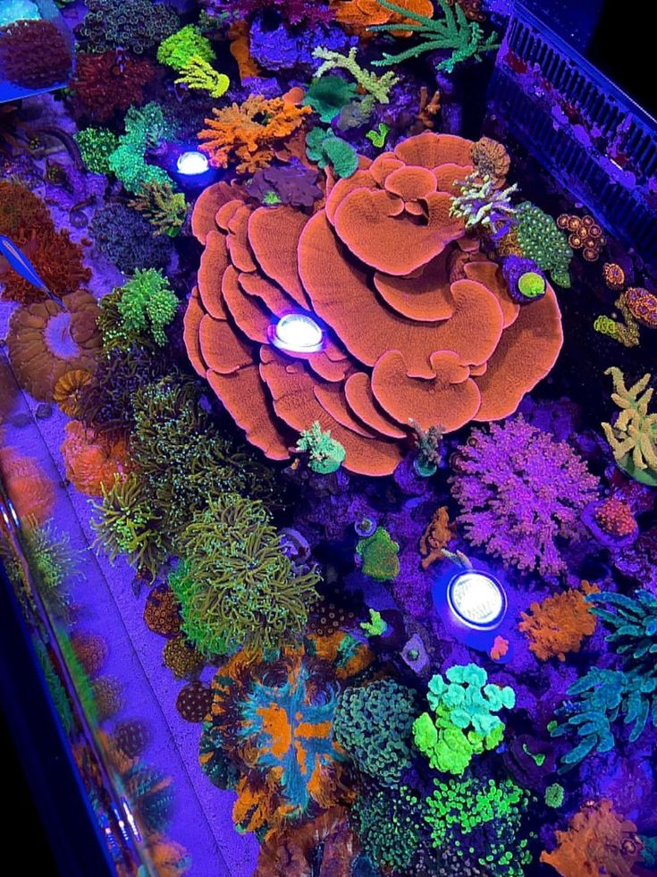 Coral reef installation