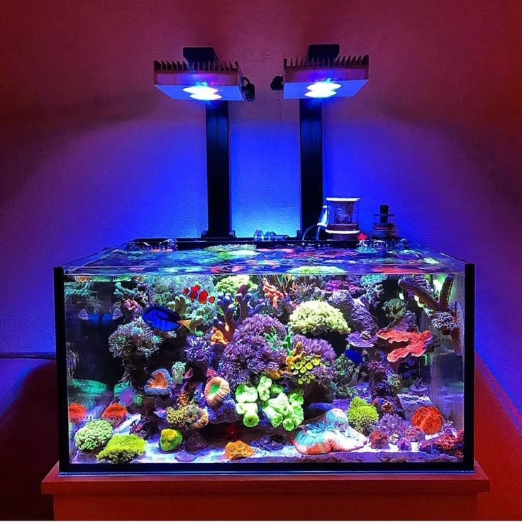 Coral reef installation