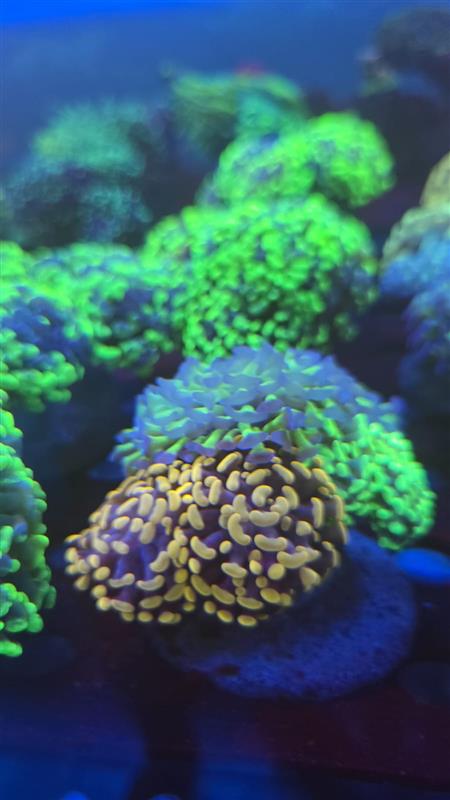 Custom aquarium design